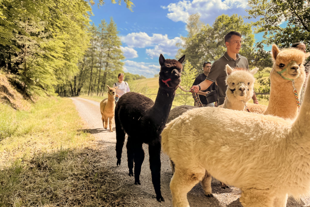 Eine Familie führt Alpakas auf einem Waldweg im Wald von Wenighösbach bei einer geführten Wanderung.