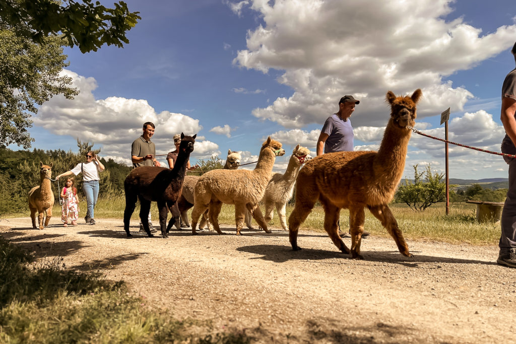 Eine Familie führt Alpakas auf einem Waldweg in Wenighösbach bei einer geführten Wanderung.