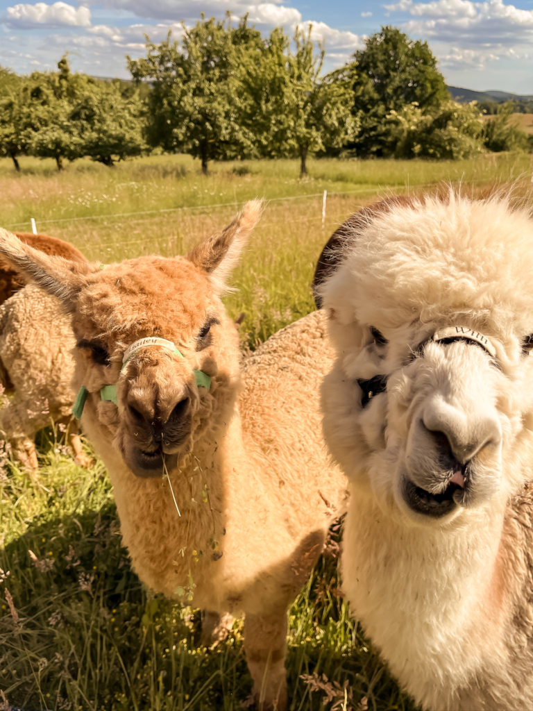 Zwei Alpakas schauen in die Kamera mitten auf einer Wiese in Wenighösbach.