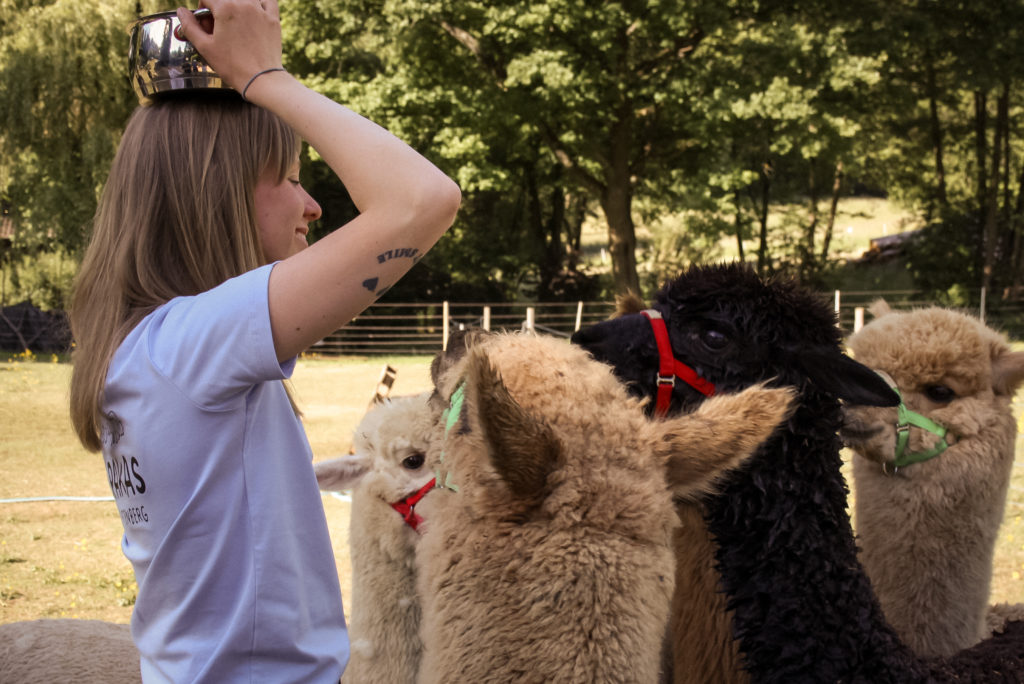 Die Besitzerin Nele lockt die Alpakas mit einem Futtertopf auf ihrerem Hof in Wenighösbach.