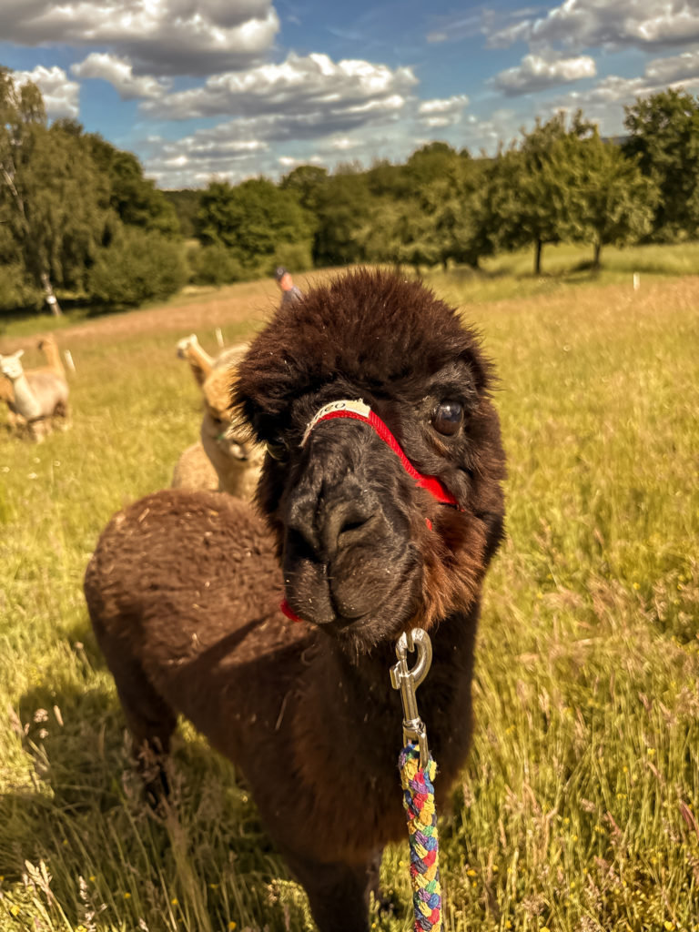 Portrait vom Alpaka Theo
